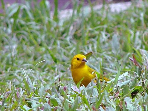 Fotografia de enfoque85 - Galeria Fotografica: Naturaleza - Foto: Vigilancia precisa