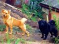 Fotos de Aninimus -  Foto: Vida En MI Patio - mis perros