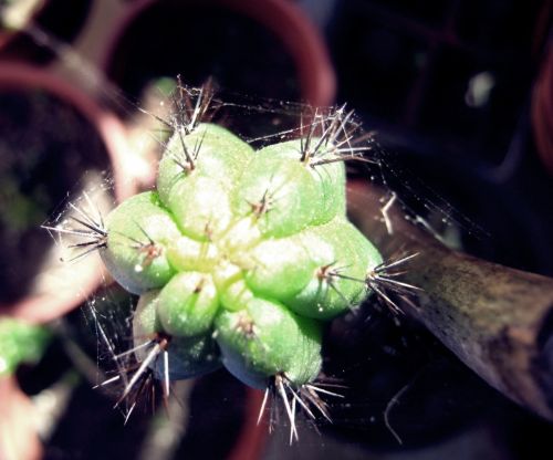 Fotografia de Aninimus - Galeria Fotografica: Vida En MI Patio - Foto: cactus