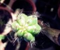 Fotos de Aninimus -  Foto: Vida En MI Patio - cactus