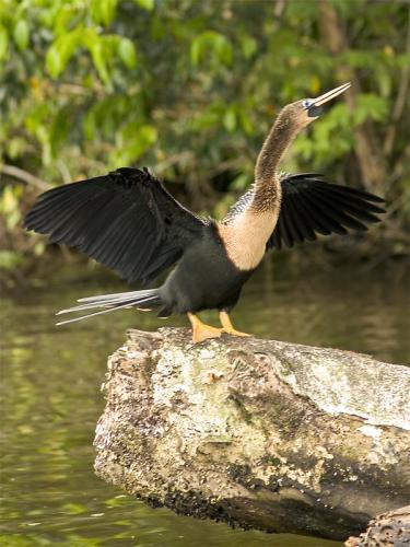 Fotografia de junagore - Galeria Fotografica: Fauna - Foto: Aninga
