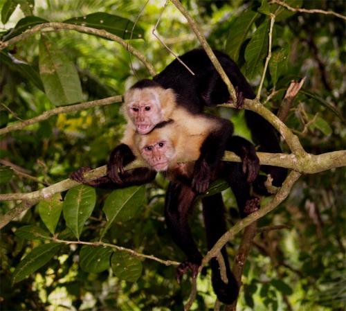 Fotografia de junagore - Galeria Fotografica: Fauna - Foto: Monos cara blanca