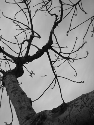 Fotografia de I_duna - Galeria Fotografica: Natural feelings - Foto: Recuerdos de madera