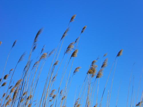 Fotografia de I_duna - Galeria Fotografica: Natural feelings - Foto: Presos del viento