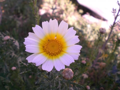 Fotografia de I_duna - Galeria Fotografica: Natural feelings - Foto: Bella por naturaleza