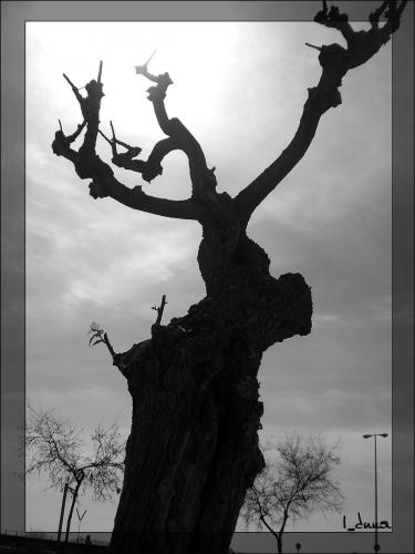 Fotografia de I_duna - Galeria Fotografica: Natural feelings - Foto: Rigidez