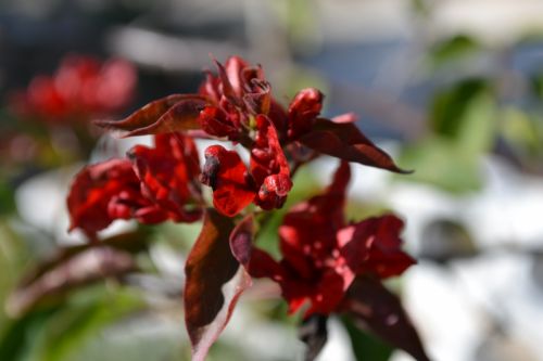 Fotografia de paco ruiz - Galeria Fotografica: carro - Foto: 