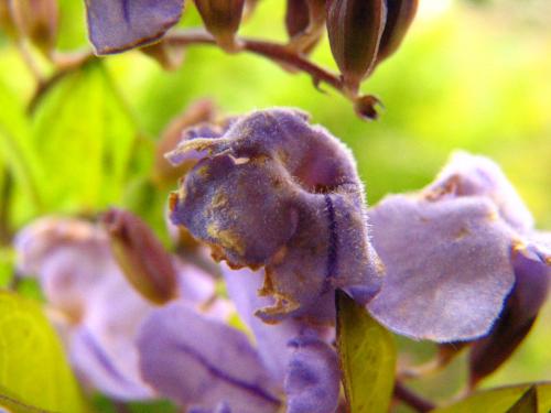 Fotografia de Denys Damasceno Rodrigues - Galeria Fotografica: Super macro - Foto: Florzinha
