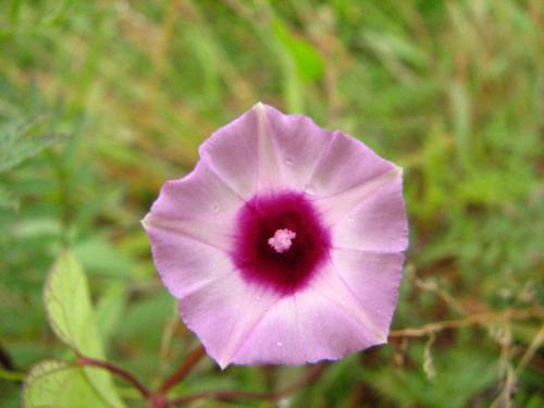 Fotografia de Denys Damasceno Rodrigues - Galeria Fotografica: Super macro - Foto: Flor