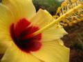 Foto de  Denys Damasceno Rodrigues - Galería: Super macro - Fotografía: Flor amarela