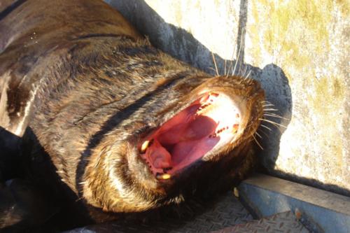 Fotografia de Carla Prieto - Galeria Fotografica: sobre gustos y colores... - Foto: lobo marino