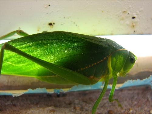 Fotografia de Denys Damasceno Rodrigues - Galeria Fotografica: Super macro - Foto: Esperan�a