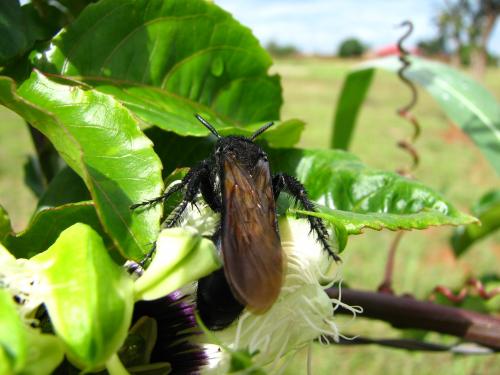 Fotografia de Denys Damasceno Rodrigues - Galeria Fotografica: Super macro - Foto: Flor de maracuj