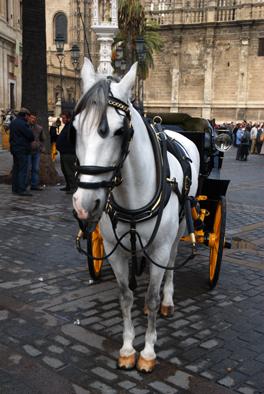 Fotografia de madridreport.es.tl - Galeria Fotografica: Selecciones - Foto: Caballito y tiro