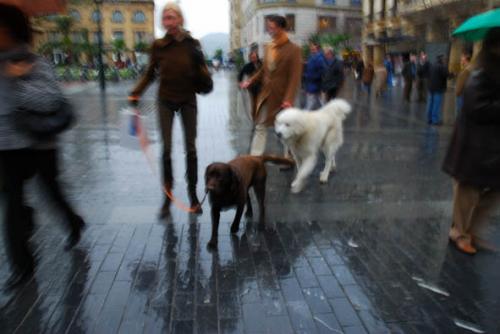 Fotografia de madridreport.es.tl - Galeria Fotografica: Selecciones - Foto: Paseando los perros