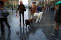 Fotos de madridreport.es.tl -  Foto: Selecciones - Paseando los perros