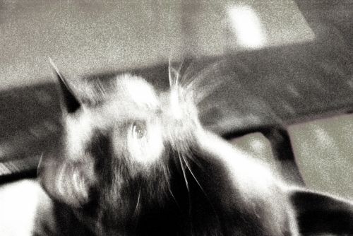 Fotografia de annacm - Galeria Fotografica: B/N - Foto: 