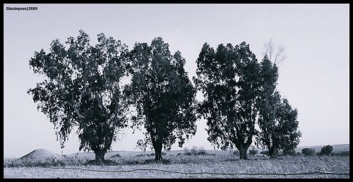 Fotografia de Edusimpson - Galeria Fotografica: Fotacos - Foto: 