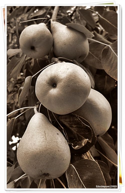 Fotografia de Edusimpson - Galeria Fotografica: Fotacos - Foto: 