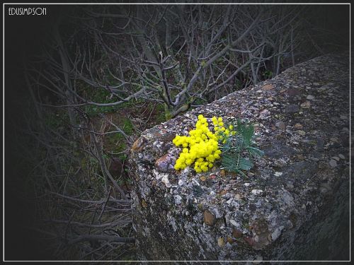 Fotografia de Edusimpson - Galeria Fotografica: Fotacos - Foto: 