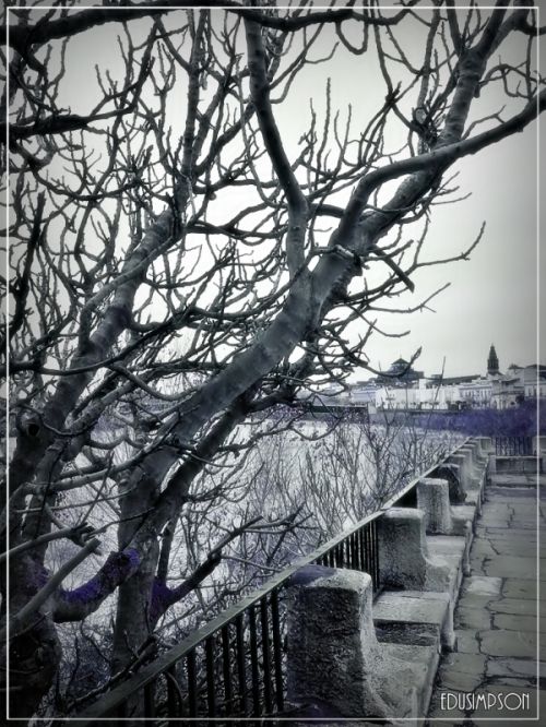 Fotografia de Edusimpson - Galeria Fotografica: Fotacos - Foto: 