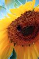 Fotos de Sin nombre -  Foto: �Popurr�! - Girasol invadido