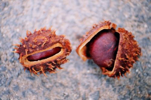 Fotografia de  - Galeria Fotografica: �Popurr�! - Foto: Calla y escucha!