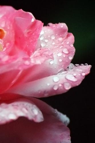 Fotografia de  - Galeria Fotografica: �Popurr�! - Foto: Rocio visita a Rosa