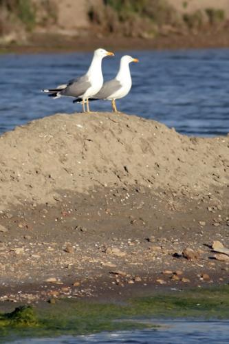 Fotografia de  - Galeria Fotografica: �Popurr�! - Foto: 