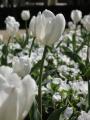 Fotos de eduard -  Foto: sensaciones 2 - tulipanes