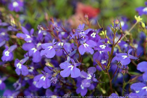 Fotografia de xavier sans� - Galeria Fotografica: Un poco de algo. - Foto: 