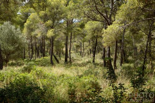 Fotografia de xavier sans� - Galeria Fotografica: Un poco de algo. - Foto: 