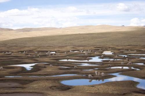 Fotografia de RobertoG.Poza - Galeria Fotografica: Naturaleza del Per. - Foto: Alpacas Altiplano