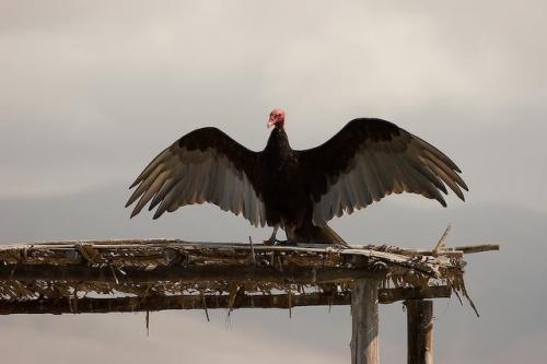 Fotografia de RobertoG.Poza - Galeria Fotografica: Naturaleza del Per�. - Foto: secando las alas