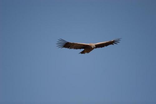 Fotografia de RobertoG.Poza - Galeria Fotografica: Naturaleza del Per. - Foto: Condor andino