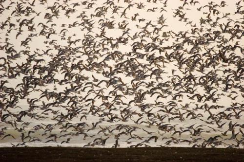 Fotografia de RobertoG.Poza - Galeria Fotografica: Naturaleza del Per�. - Foto: Aves migratorias