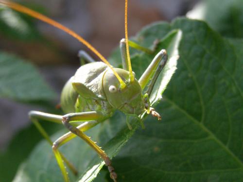 Fotografia de Jose A. - Galeria Fotografica: Naturaleza - Foto: Saltamontes
