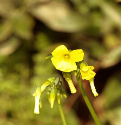 Fotografia de quiquekb - Galeria Fotografica: Macro - Foto: 