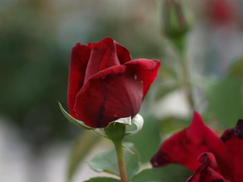 Fotografia de quiquekb - Galeria Fotografica: Macro - Foto: 