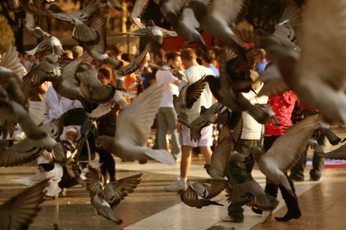 Fotografia de sergio araneda - Galeria Fotografica: portafolio - Foto: 