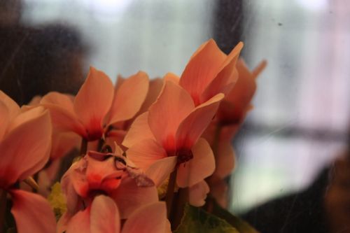 Fotografia de escaramuch - Galeria Fotografica: cristales - Foto: 