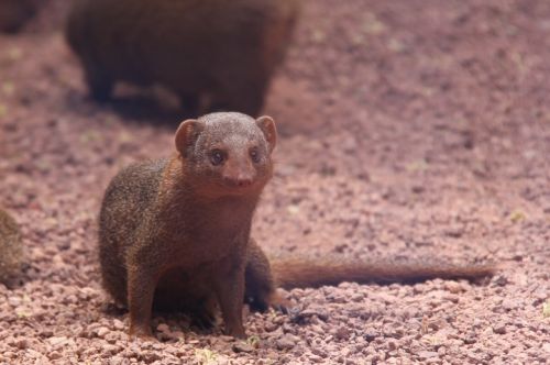 Fotografia de escaramuch - Galeria Fotografica: foto naturaleza  - Foto: 