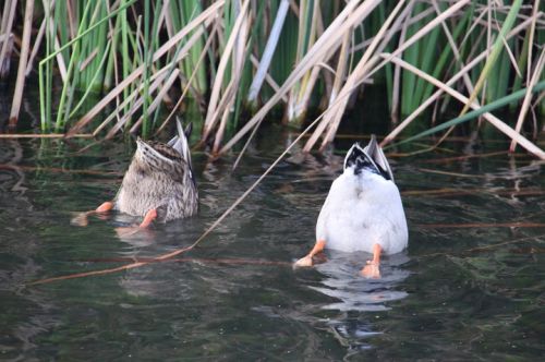 Fotografia de escaramuch - Galeria Fotografica: foto naturaleza  - Foto: 