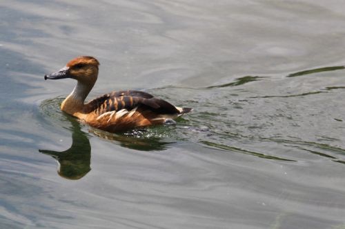Fotografia de escaramuch - Galeria Fotografica: foto naturaleza  - Foto: 