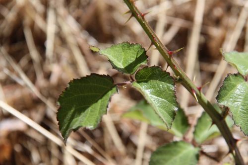Fotografia de escaramuch - Galeria Fotografica: foto naturaleza  - Foto: 
