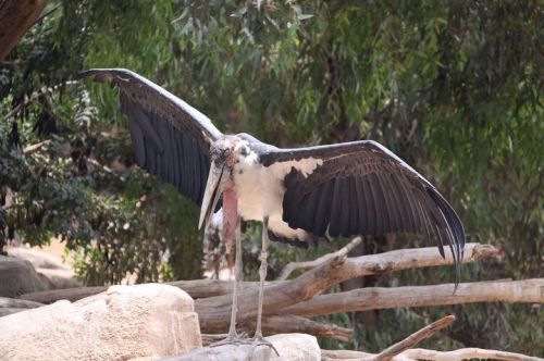 Fotografia de escaramuch - Galeria Fotografica: foto naturaleza  - Foto: 