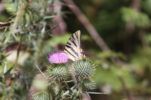 Fotografia de escaramuch - Galeria Fotografica: foto naturaleza  - Foto: 
