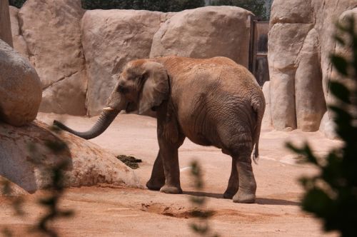 Fotografia de escaramuch - Galeria Fotografica: foto naturaleza  - Foto: 