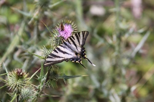 Fotografia de escaramuch - Galeria Fotografica: foto naturaleza  - Foto: 