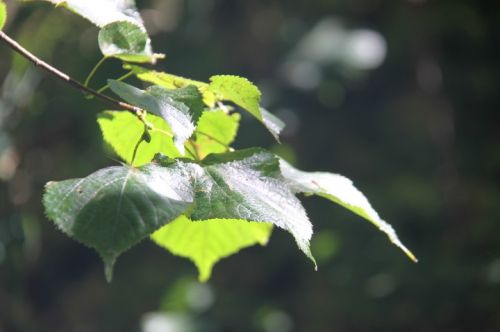 Fotografia de escaramuch - Galeria Fotografica: foto naturaleza  - Foto: 